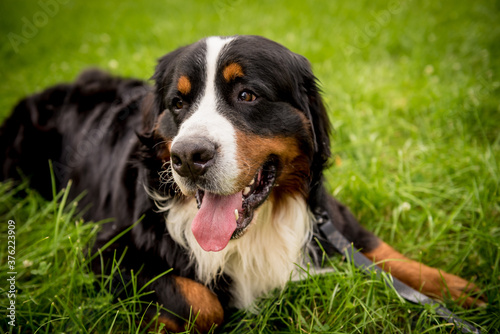 Portrait of cute Berner Sennenhund dog at the park.