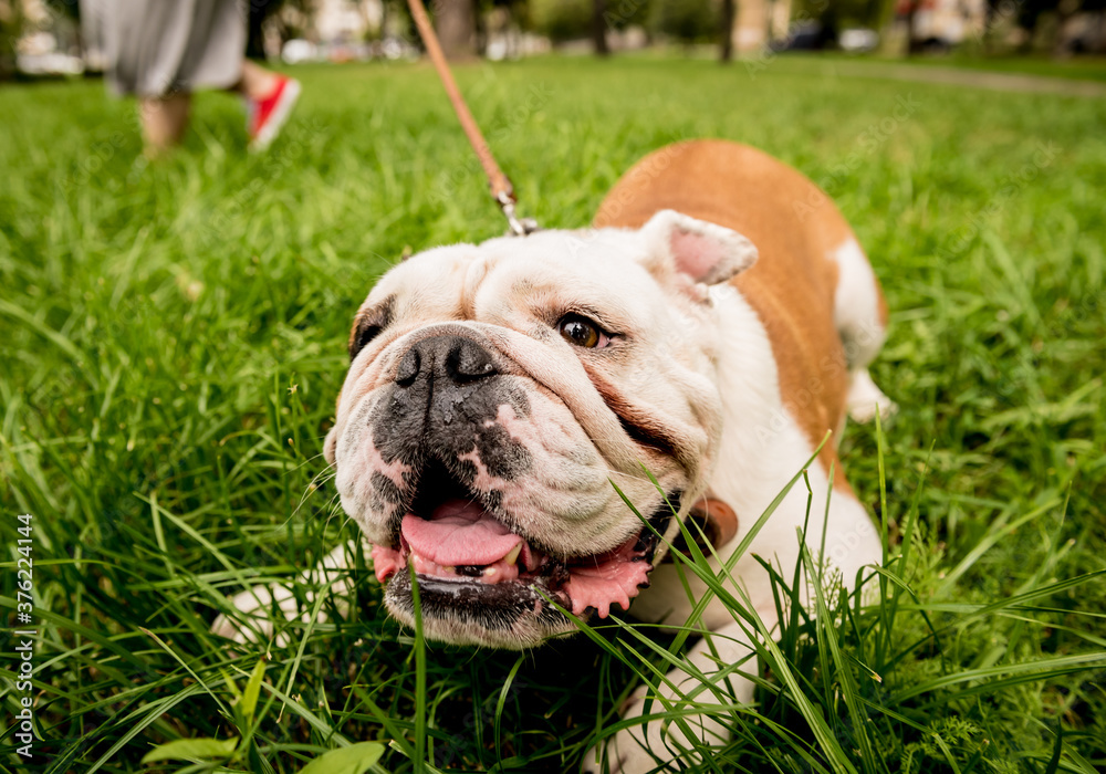 Portrait of cute english bulldog at the park.