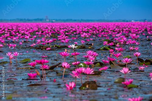 Red Lotus Sea, a beautiful tourist attraction of Thailand Red lotus lake