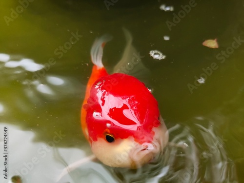 red fish in water