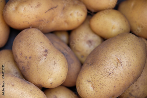 Geerntete Kartoffeln, frisch vom Feld