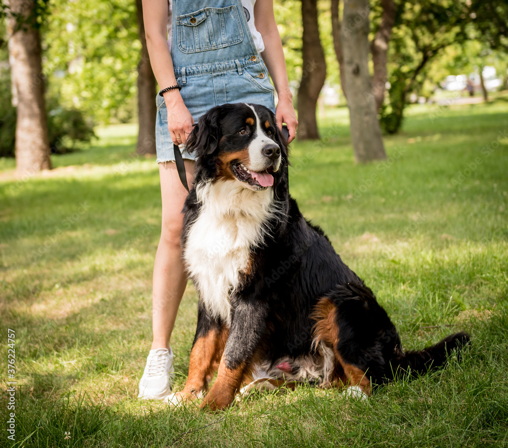 Owner walking with the Berner Sennenhund dog at the park.