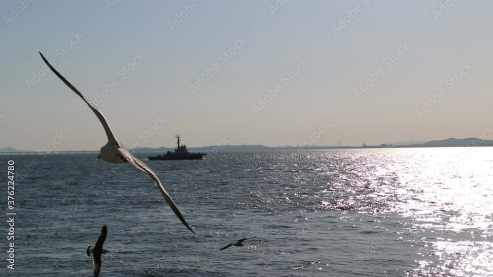 Seagulls fly over blue waters with ship in background Seagulls fly over blue waters with ship in background