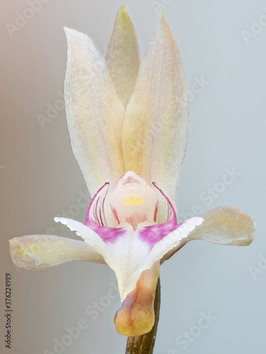 Monk Orchid of the species Oeceoclades maculata photo