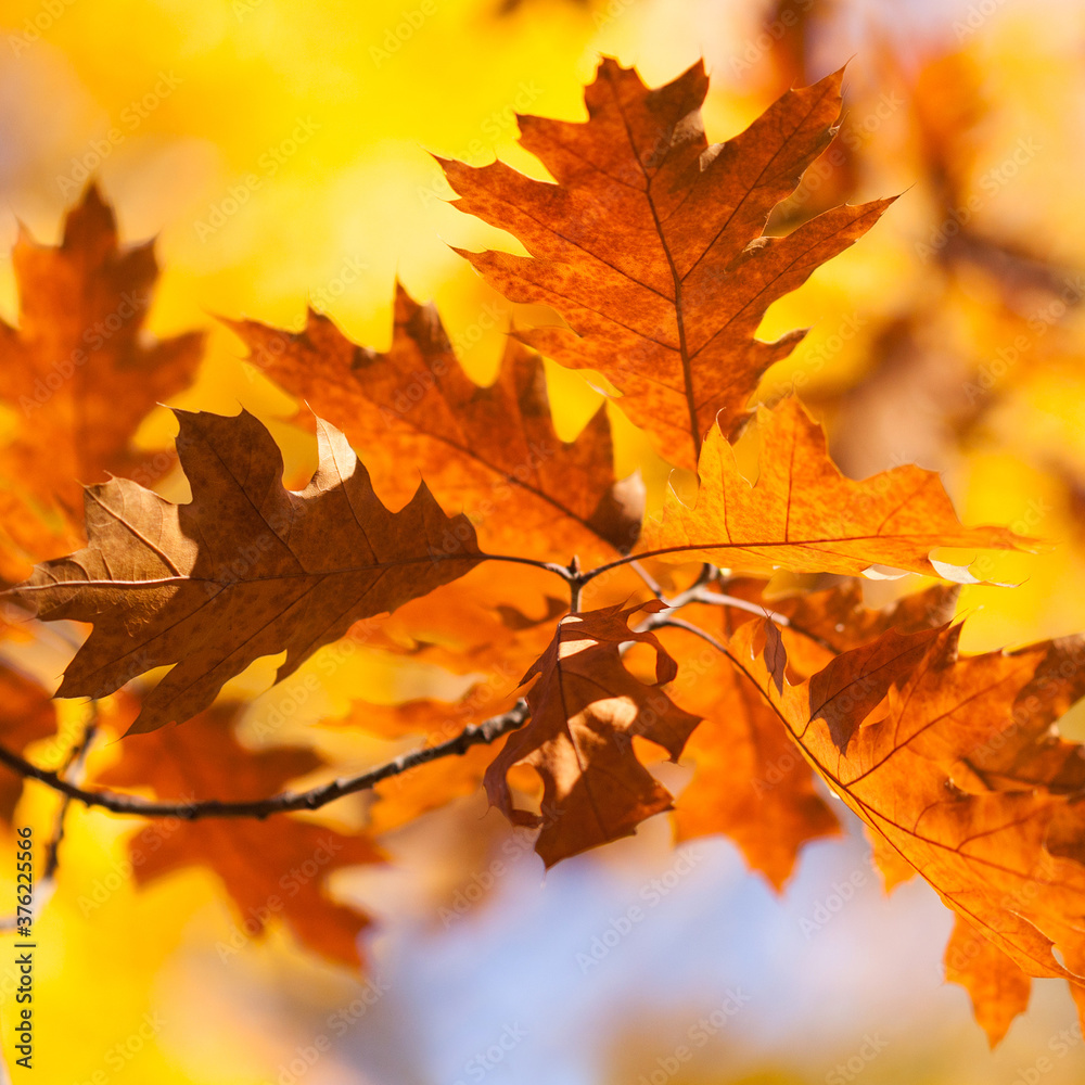 Fototapeta premium Autumn park red oak foliage tree branch on blurred background. Fall season bright colors nature landscape.