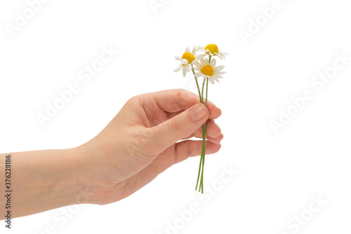 Bouquet of daisies isolated on white.