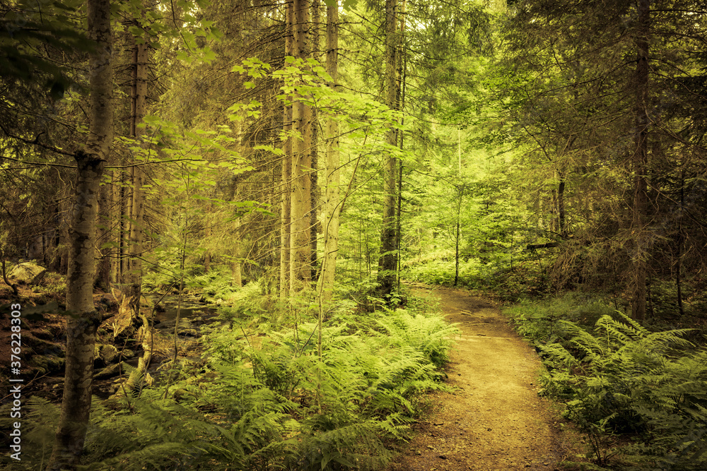 Fototapeta premium Wanderweg durch Tannenwald