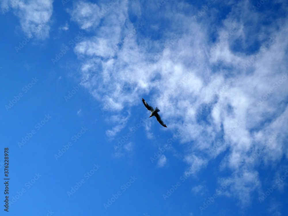 Fototapeta premium Seagull flying in blue cloudy sky