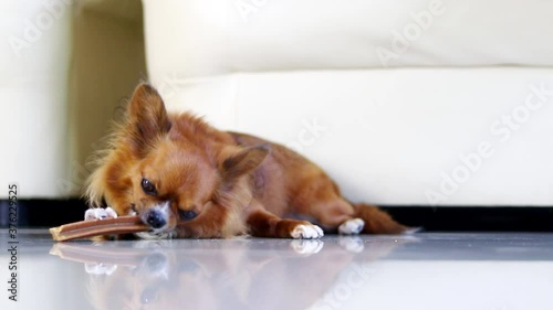 Chihuahua dogs chewing on a food stick. Chihuahua dogs gnaw Stick food.