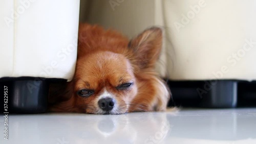 The chihuahua popped out of the gap between the chairs.