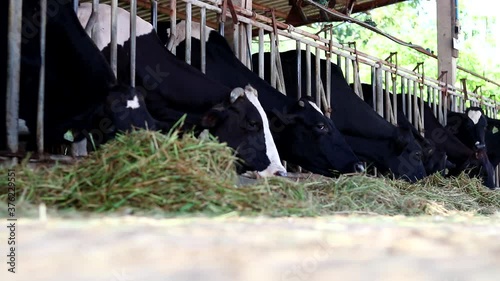 The cows in the pen stretched their heads out to graze.