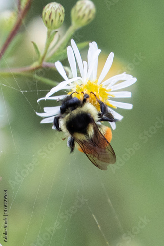 Bombus ternarius, also known as tri-colored or orange-belted bumblebee, collects nectar and pollen, near Brimley, Michigan, USA