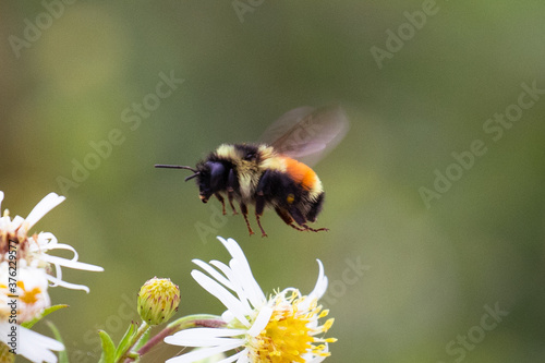 Bombus ternarius, also known as tri-colored or orange-belted bumblebee, in flight looking for nectar and pollen, near Brimley, Michigan, USA