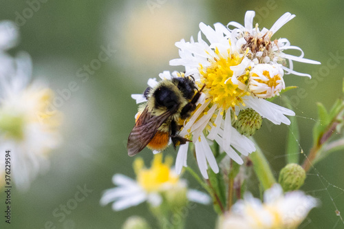 Bombus ternarius, also known as tri-colored or orange-belted bumblebee, collects nectar and pollen, near Brimley, Michigan, USA photo