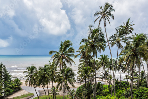Nature of Goa - palm trees  admirable Arabian Sea  gentle sun and golden sand. Goa  India.