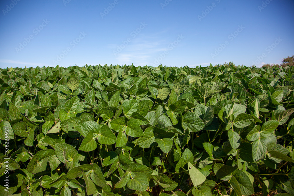 large field of soy plants