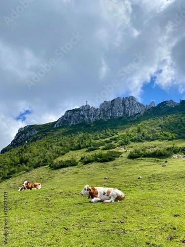 Green mountain meadow with cows, summit in the back, Bavaria, Germany