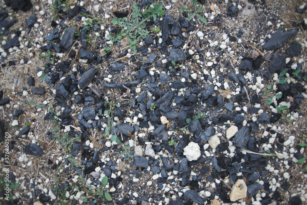sea shells on beach sea shells on beach