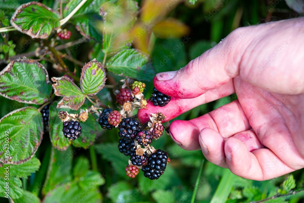 Blackberry picking form bush to bowl Blackberry picking form bush to bowl