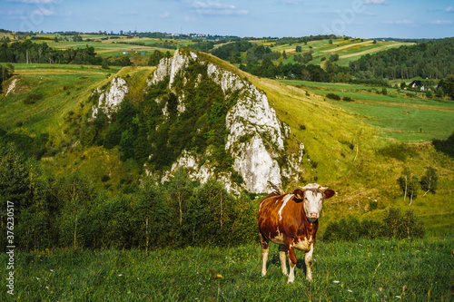 krowa, skała srokowa, racławice, jerzmanowice, małopolska,