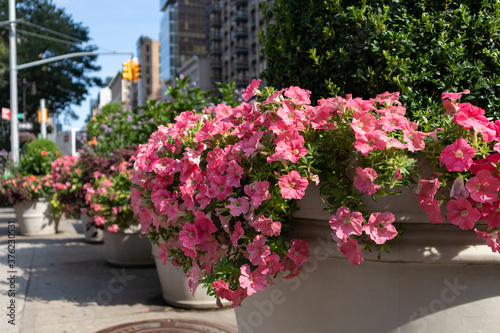 Fototapeta Naklejka Na Ścianę i Meble -  Pink Flowers in Large Flower Pots along the Street at Madison Square Park of New York City during Summer