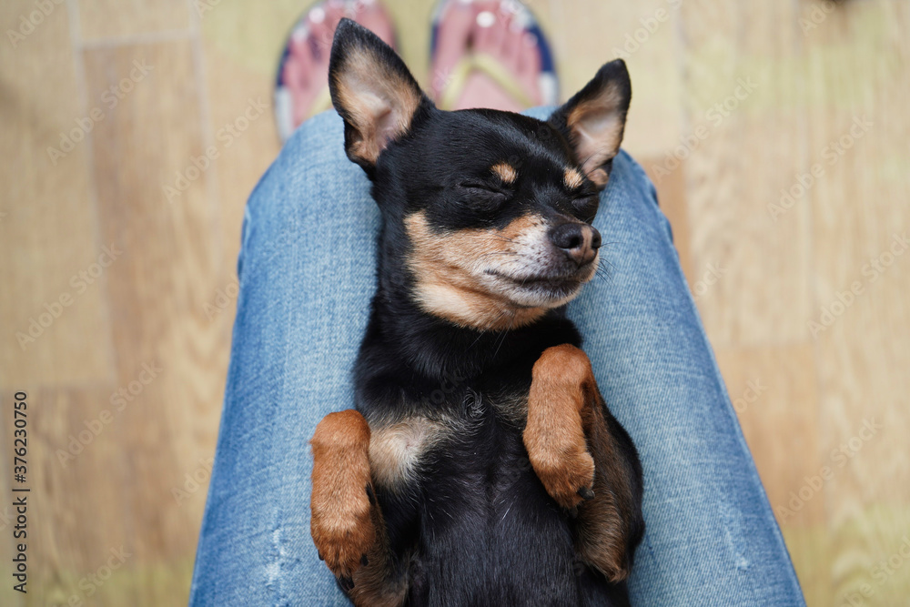 Cute little black dog toy terrier breed lying on a woman's back on her lap, top view. Concept of love for pets Cute little black dog toy terrier breed lying on a woman's back on her lap, top view. Concept of love for pets