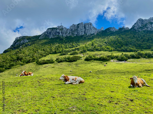 Green mountain meadow with cows, summit in the back, Bavaria, Germany