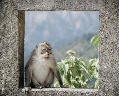 Photography brown monkey on window