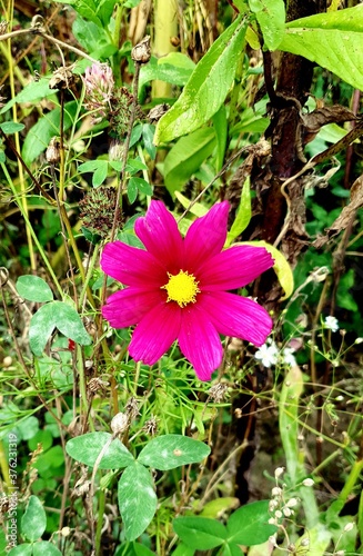 pink and yellow flower