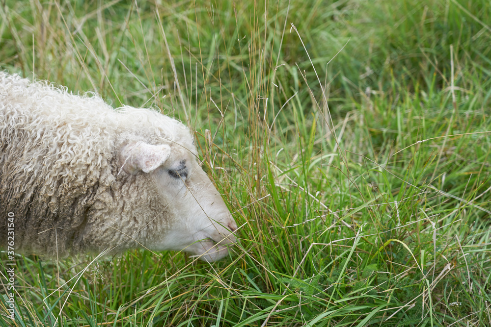 Obraz premium A lamb eating grass outdoor in natural light. Copy space.
