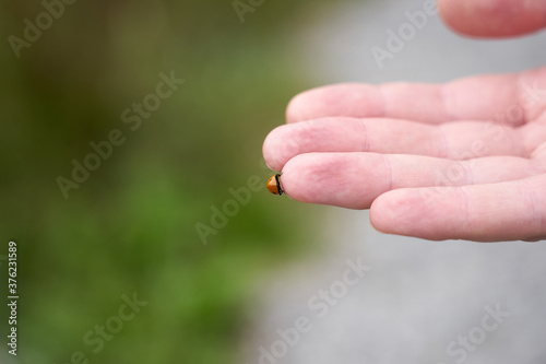 Ladybug on a hand of a man in natural light. Copy space. © Mariia Lomarainen