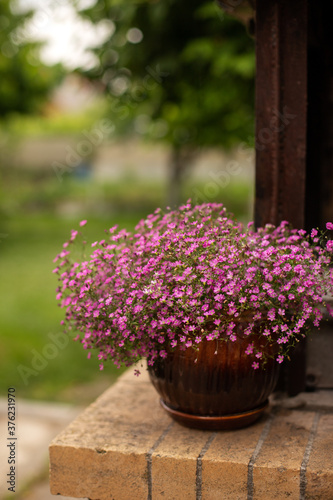 large red pot with purple small flowers in the garden