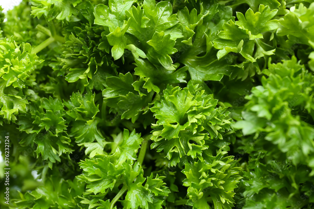 Fresh green curly parsley as background, closeup Fresh green curly parsley as background, closeup