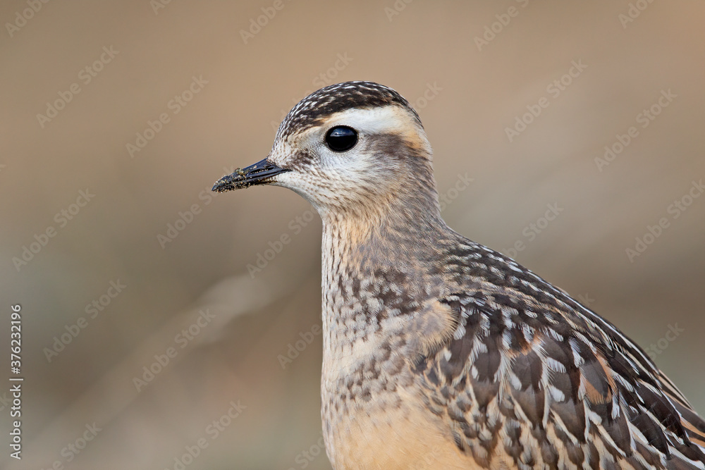 A juvenile Eurasian dotterel (Charadrius morinellus) foraging through the heather of the Netherlands. A juvenile Eurasian dotterel (Charadrius morinellus) foraging through the heather of the Netherlands.