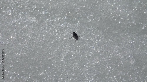 Spring signs. The first fly that wakes up and crawls over the melting snow
 photo
