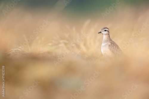 A juvenile Eurasian dotterel (Charadrius morinellus) foraging through the heather of the Netherlands.  © Bouke