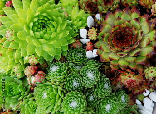 Beautiful succulents mixture plant stock images. Arrangement of Succulents images. Green and red succulent photo images