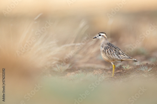 A juvenile Eurasian dotterel (Charadrius morinellus) foraging through the heather of the Netherlands.  © Bouke