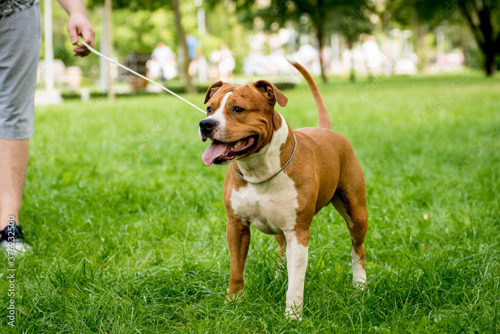 Portrait of cute american staffordshire terrier at the park.
