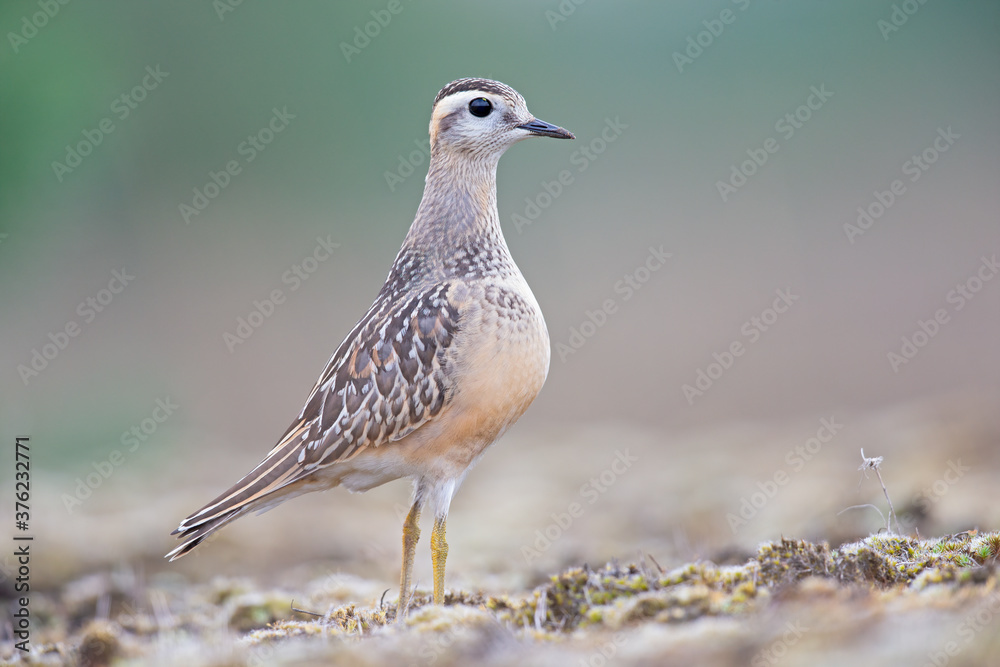 A juvenile Eurasian dotterel (Charadrius morinellus) foraging through the heather of the Netherlands. A juvenile Eurasian dotterel (Charadrius morinellus) foraging through the heather of the Netherlands.