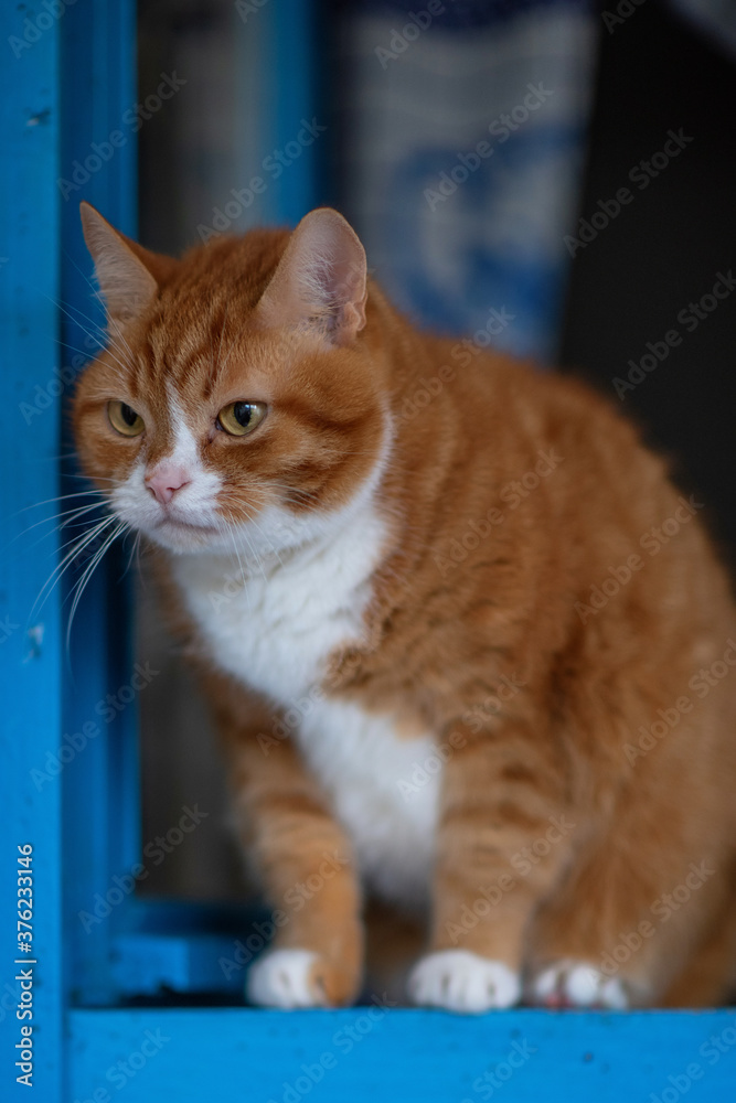 A ginger cat sits in an open wooden window.
