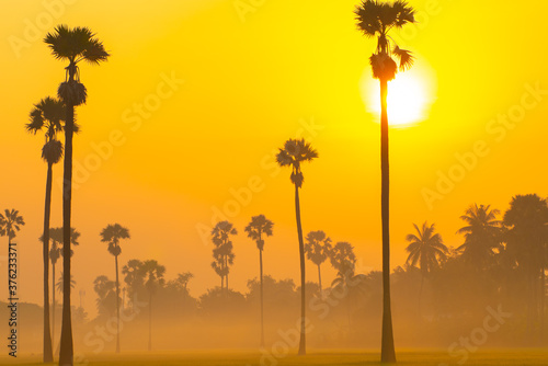 Silhouette sunrise on rice plantation field with sugar palm