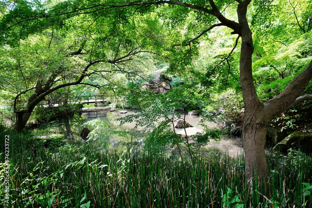 Obraz premium 池のある風景