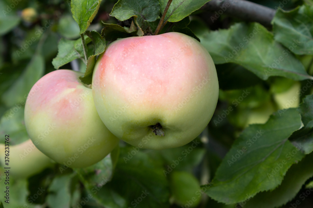 Ripe apples close-up on a branch Ripe apples close-up on a branch