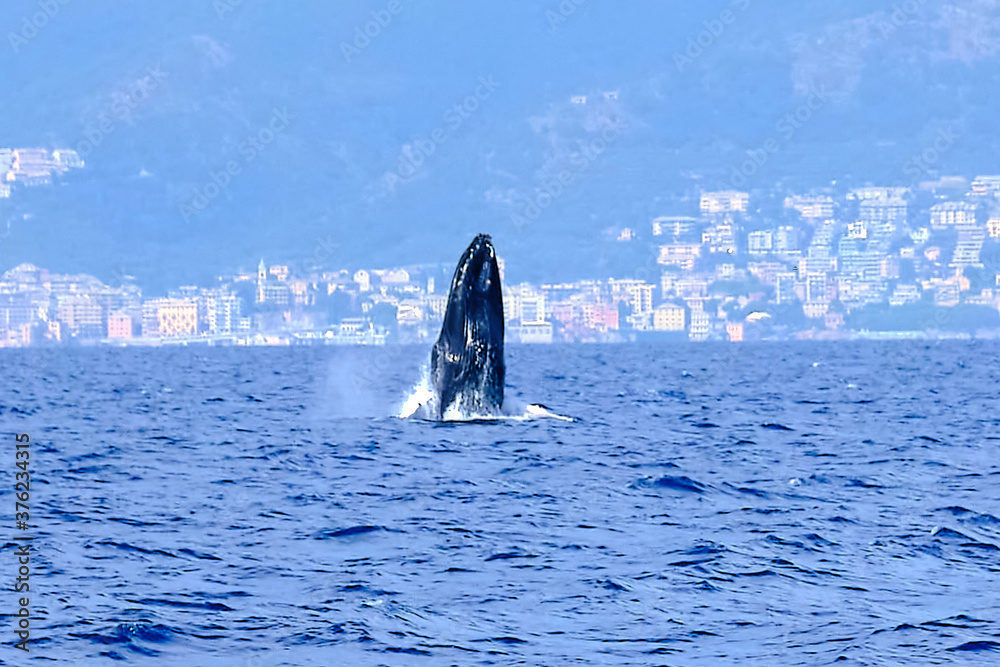 Fototapeta premium Very rare (for the Mediterranean Sea) Humpback whale jumping in Ligurian sea, in front of Genoa, Italy