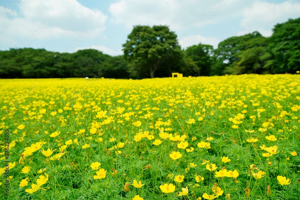 Fototapeta premium キバナコスモスの花畑