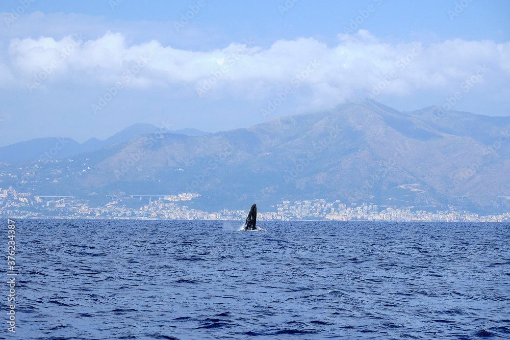 Obraz premium Very rare (for the Mediterranean Sea) Humpback whale jumping in Ligurian sea, in front of Genoa, Italy