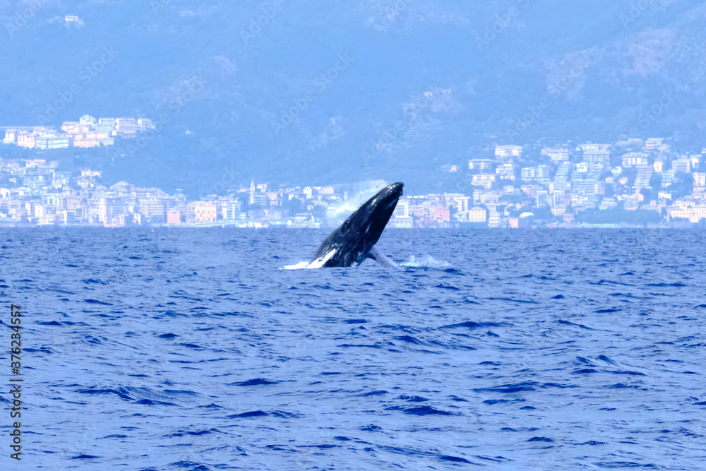 Fototapeta premium Very rare (for the Mediterranean Sea) Humpback whale jumping in Ligurian sea, in front of Genoa, Italy