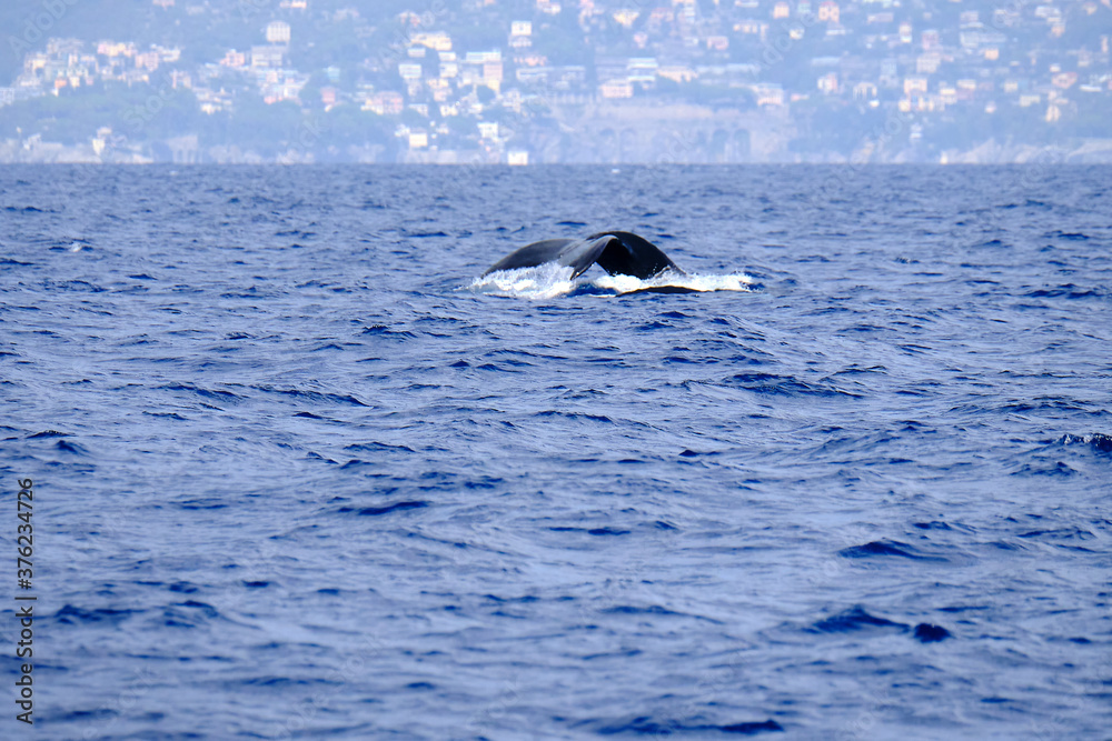Tail of a very rare (for the Mediterranean Sea) Humpback whale jumping in Ligurian sea, in front of Genoa, Italy Tail of a very rare (for the Mediterranean Sea) Humpback whale jumping in Ligurian sea, in front of Genoa, Italy