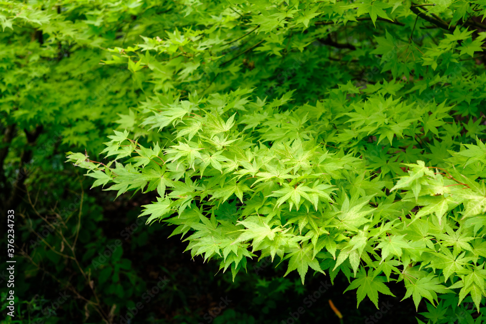 Colorful Japanese maple (Acer palmatum) leaves. 